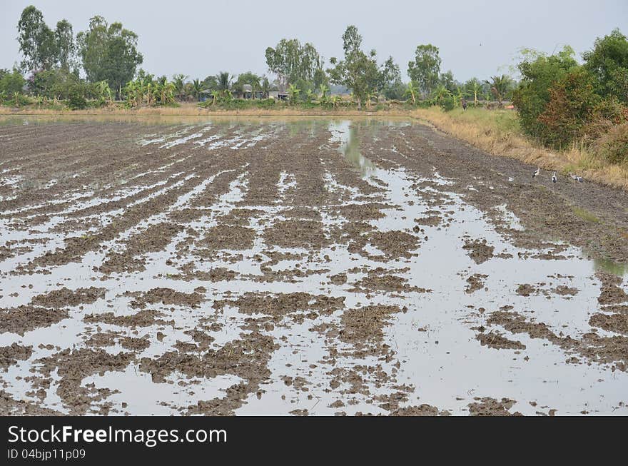 The rice field prepared for planting