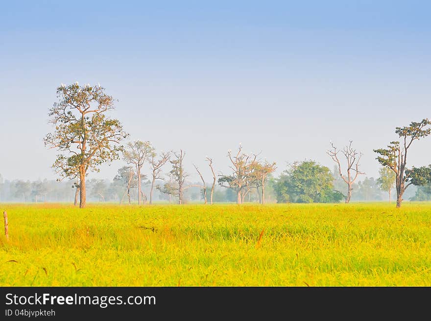 The white birds on the big tree with rice field