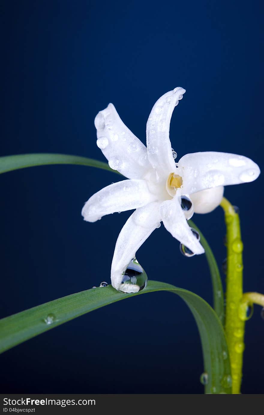 Water rops on a flower. Water rops on a flower