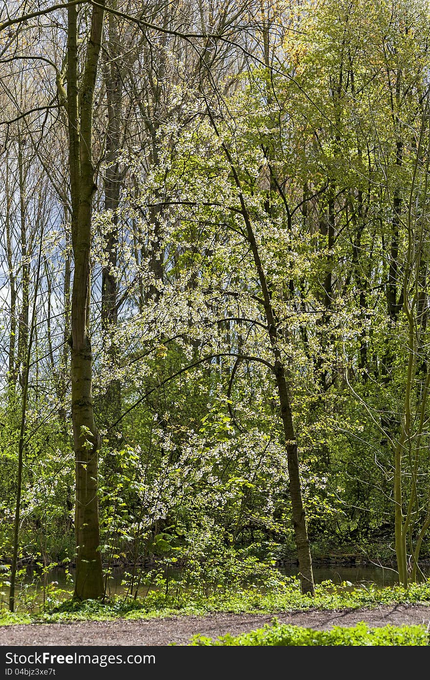 Flowering tree at the edge of a forest trail in sunshine. Flowering tree at the edge of a forest trail in sunshine