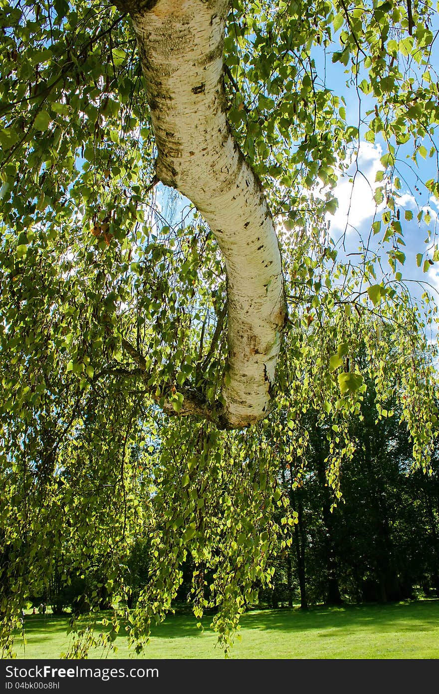 Tree of birch with leafs against spring blue sky