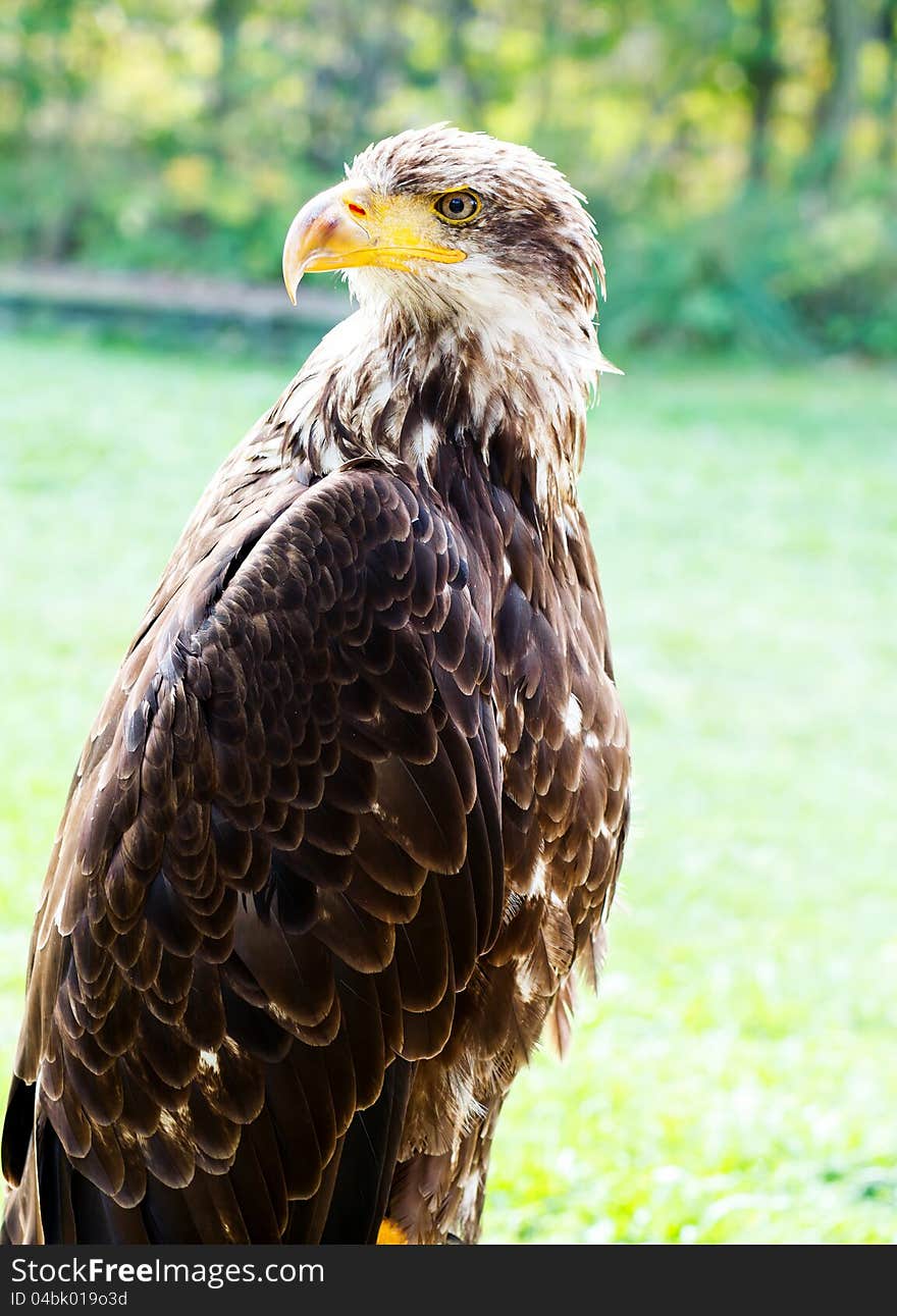 Big Sea Eagle Haliaeetus Albicill