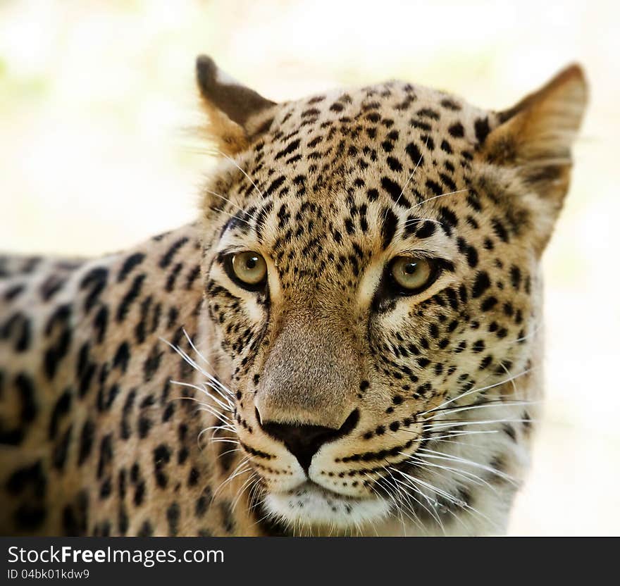 Closeup Of Leopard Looks Forward