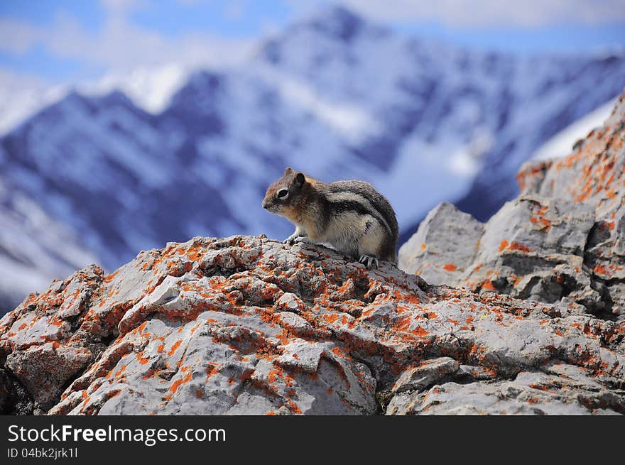 Ground squirrel on the top of Sulphur Mountain. Banff National Park. Canada. Ground squirrel on the top of Sulphur Mountain. Banff National Park. Canada.