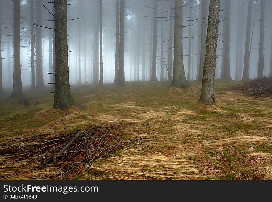 Pine - wood with fog in backcloth.