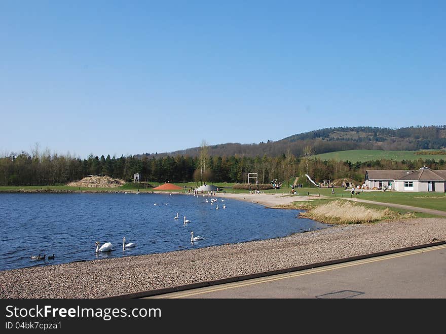 Swans at Lochore Meadows