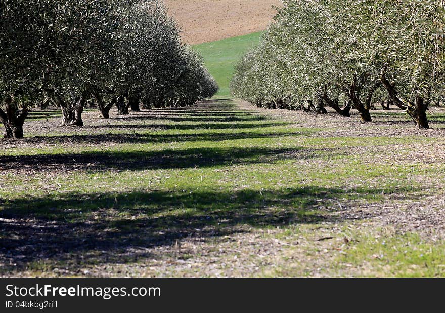 Scene of Olive trees in Val di Recanati, region Marche, Italy