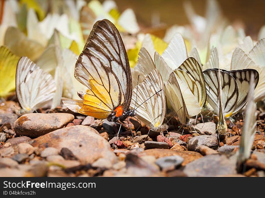 Many pieridae butterflies gathering water on floor, kaeng krachan national park, thailand. Many pieridae butterflies gathering water on floor, kaeng krachan national park, thailand