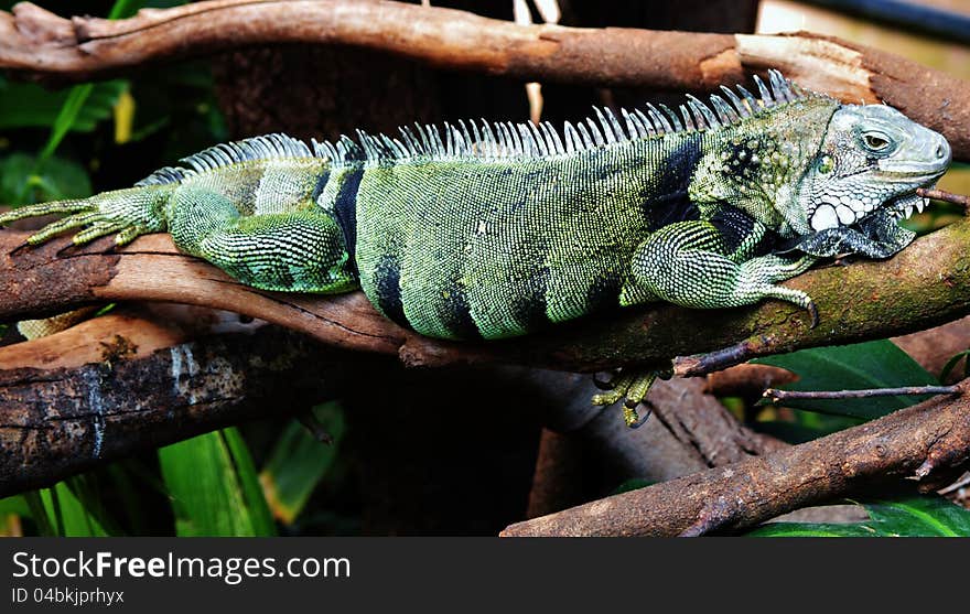 Iguana Lizard