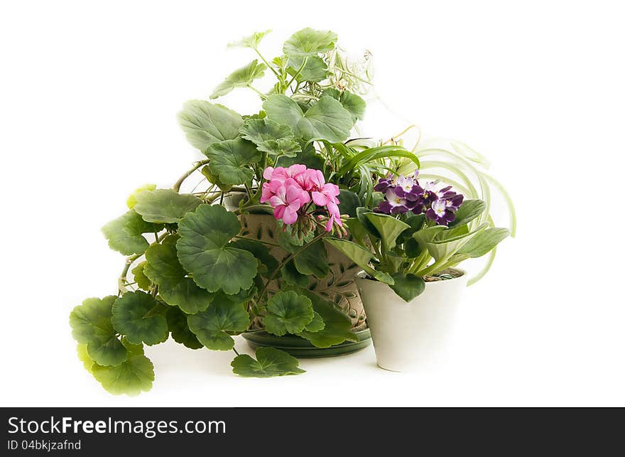 Blooming Pelargonium  and violet