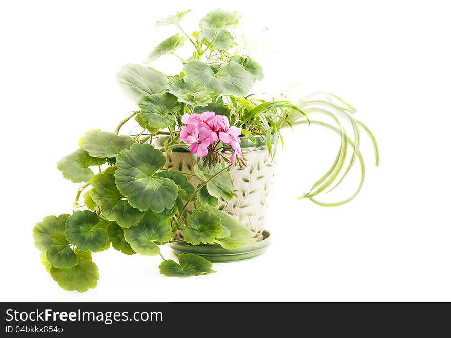 Blooming geranium in the pot on a light background