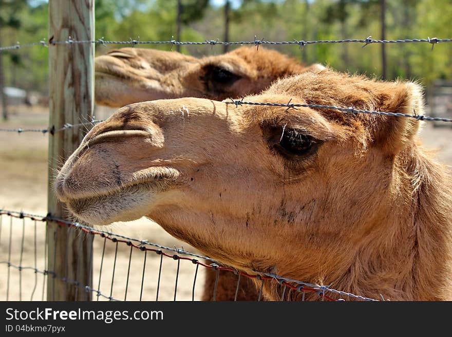 Camel poking it's neck through a fence