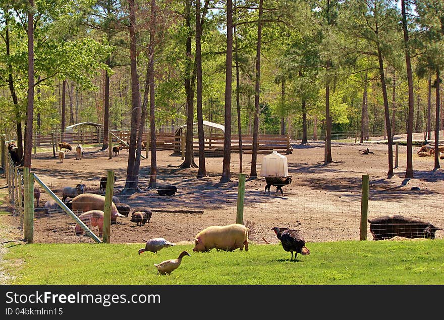 Several different animals grazing on a farm. Several different animals grazing on a farm