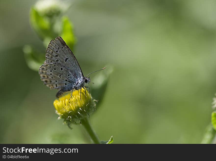 Close-up of a Gossamer Butterfly sitting on a dandelion before a green background. Close-up of a Gossamer Butterfly sitting on a dandelion before a green background