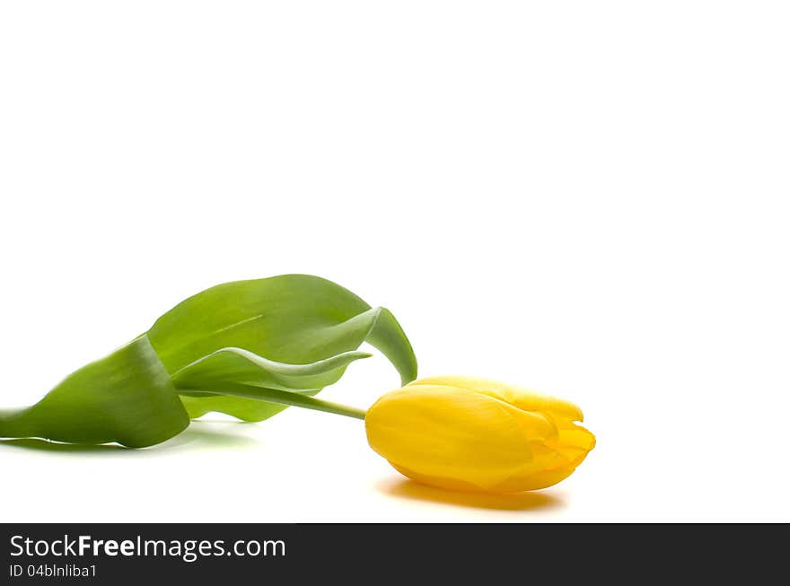 Yellow tulip, isolated on white background. Yellow tulip, isolated on white background