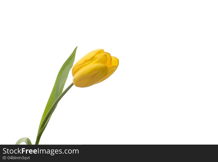 Yellow tulip, isolated on white background