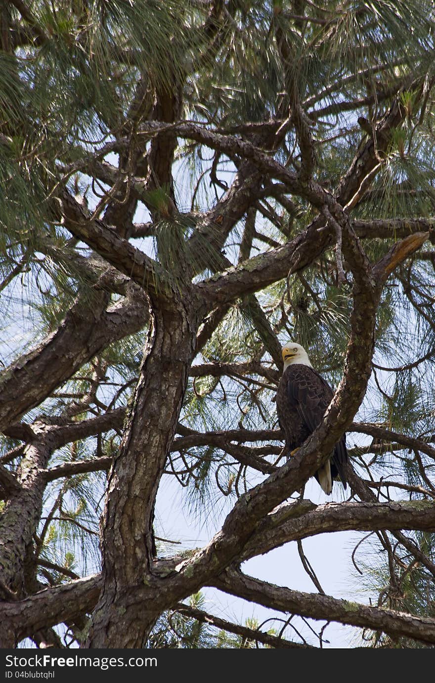 A Bald Eagle, Haliaeetus leucocephalus, perched high in a tree overlooking the clear fresh water Homosassa Springs river in a tree located very near the nest were the two eagle chicks are located in April 2012. A Bald Eagle, Haliaeetus leucocephalus, perched high in a tree overlooking the clear fresh water Homosassa Springs river in a tree located very near the nest were the two eagle chicks are located in April 2012.