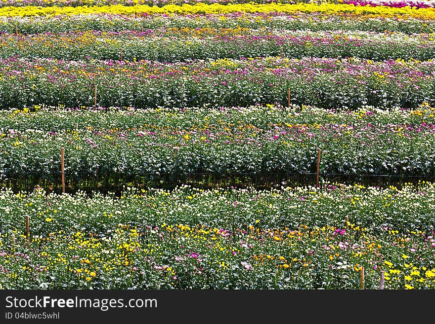 Colorful chrysanthemum flowers in garden. Colorful chrysanthemum flowers in garden