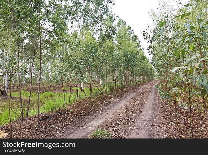 Plantation of Eucalyptus