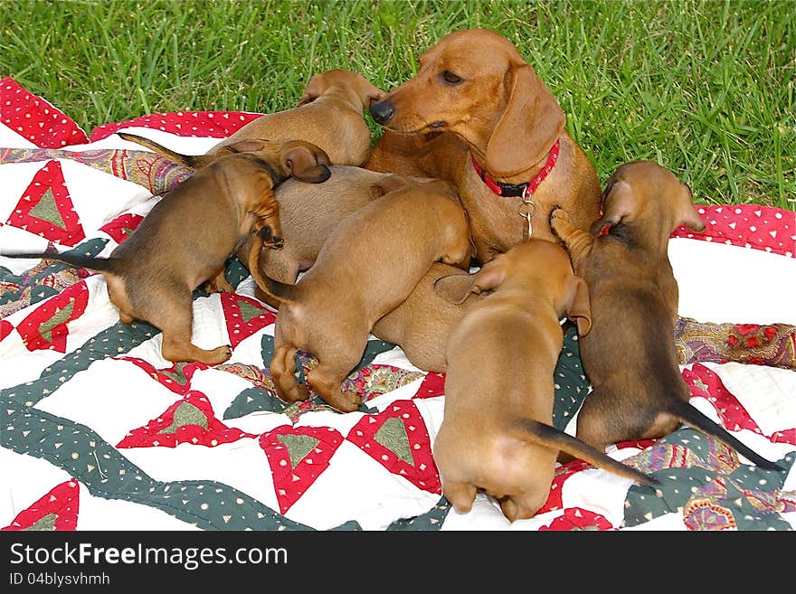 Short-haired red dachshund mother with her 7 puppies playing on a blanket on the lawn. Short-haired red dachshund mother with her 7 puppies playing on a blanket on the lawn