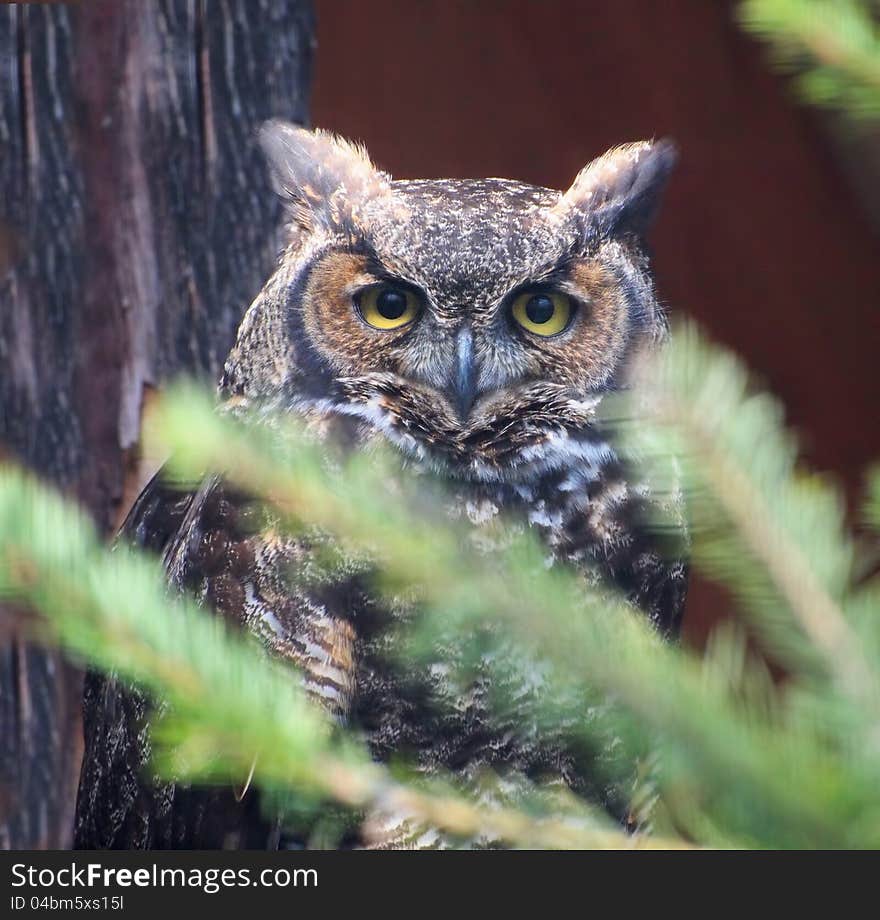 Great Horned Owl &x28;Bubo virginianus&x29