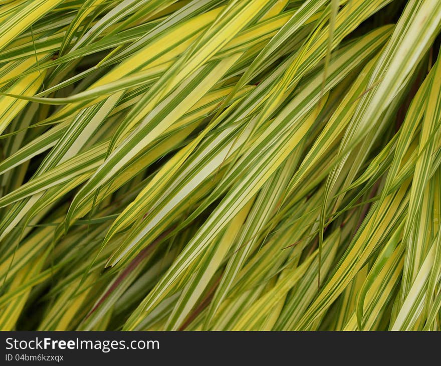 Grassy Background