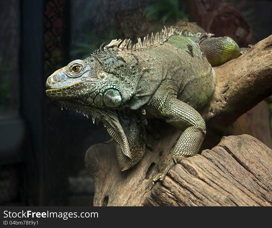 Big iguana on the dried tree