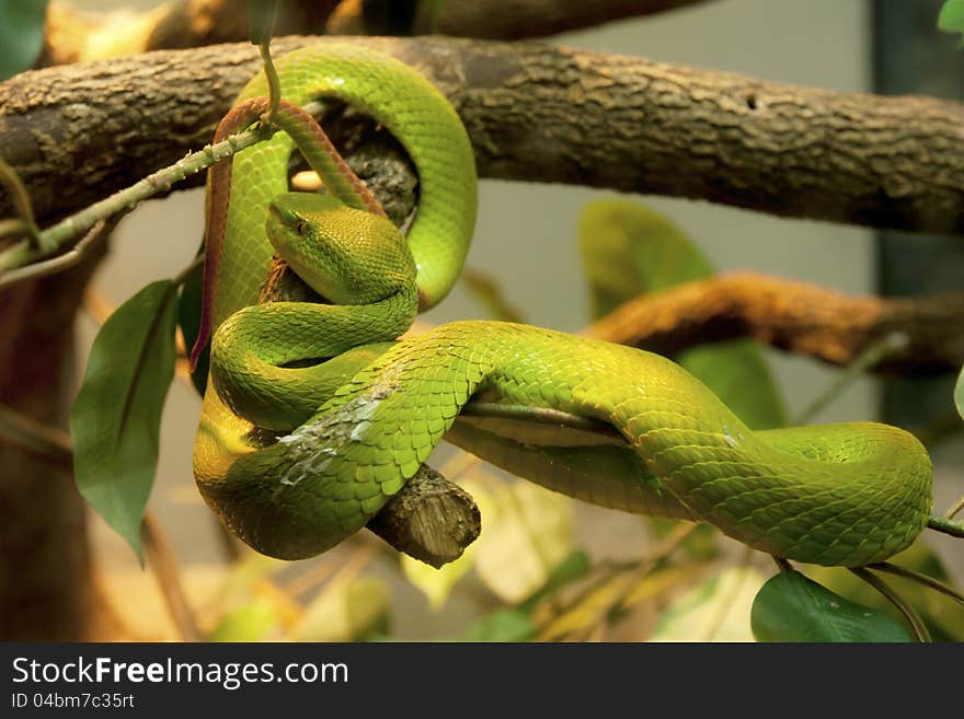 Green snake after had sloughed off in the zoo. Green snake after had sloughed off in the zoo