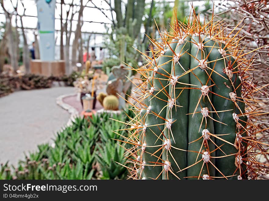 Closeup of Mammilaria cactus on blurry background