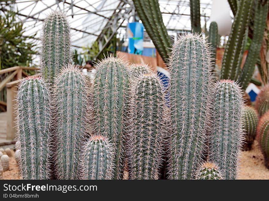 Cactus Mammillaria durispina Bod in botanical garden. Cactus Mammillaria durispina Bod in botanical garden