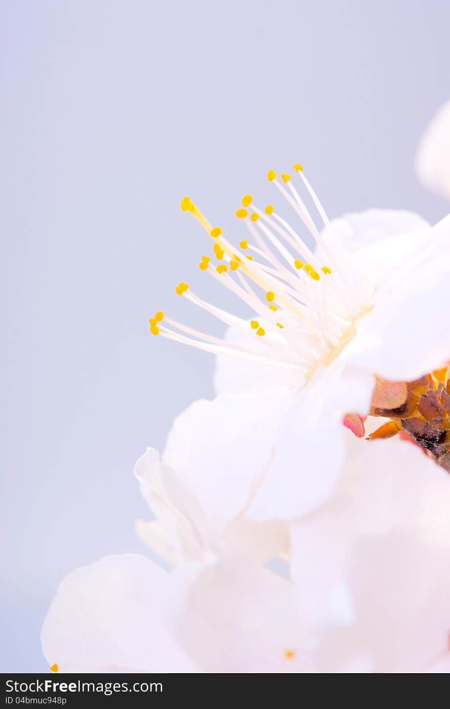 Plum-tree Flowers.