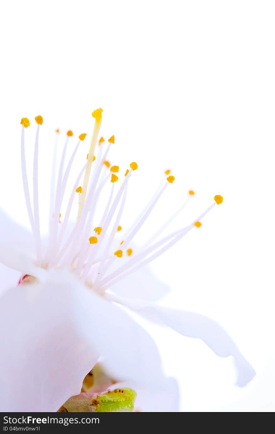 Plum-tree flowers on a white background. Plum-tree flowers on a white background.