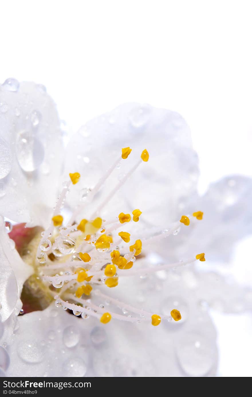 Plum-tree flowers isolated on a white. Plum-tree flowers isolated on a white