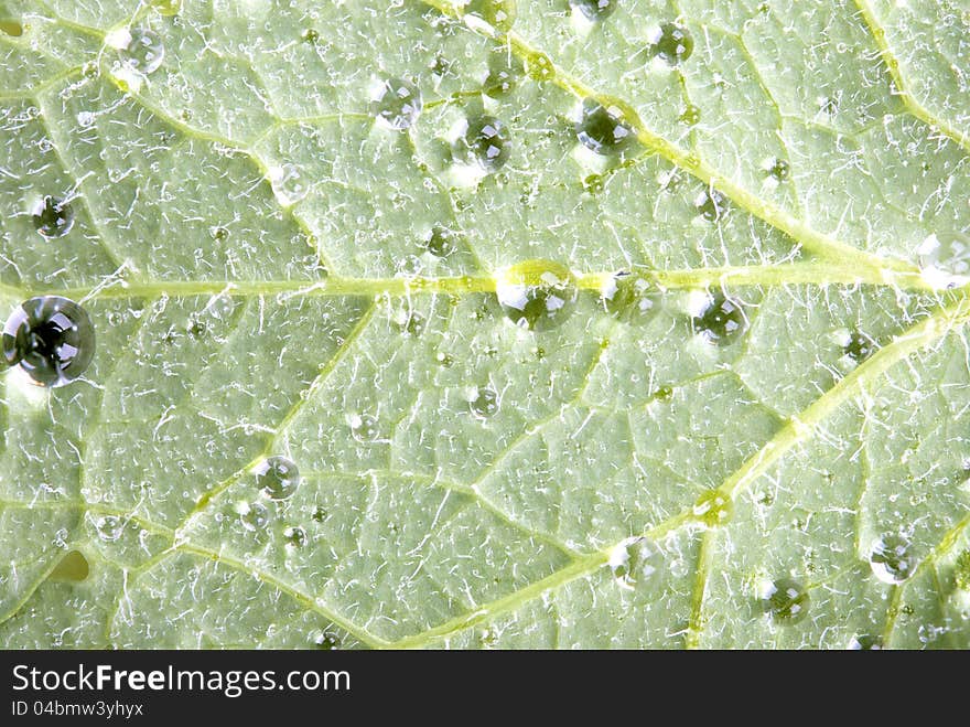 Drops of water on a green sheet by closeup. Drops of water on a green sheet by closeup