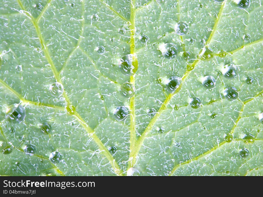 Drops of water on a green sheet by closeup. Drops of water on a green sheet by closeup