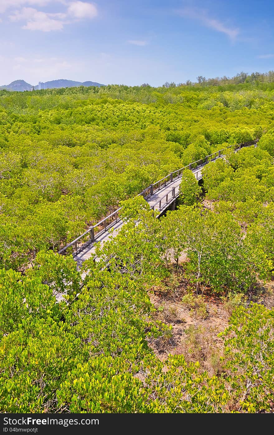 Mangrove forest at Prachuap Khiri Khan thailand