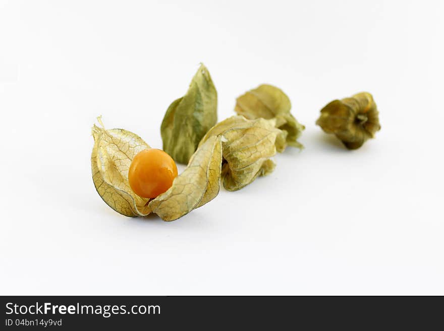 Physalis is a genus of plants in the nightshade family, native to warm temperate and subtropical regions throughout the world.