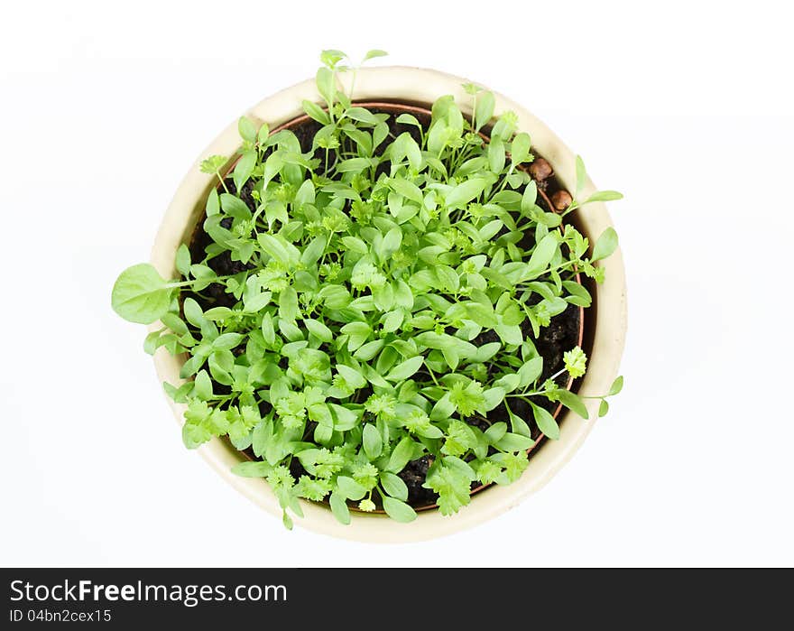 Spring Vegetable In Ceramic Pot On White