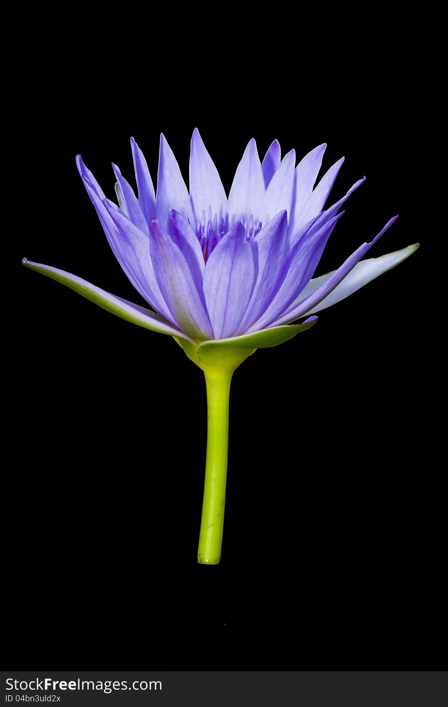 Purple lotus isolated on black background with clipping path. Purple lotus isolated on black background with clipping path