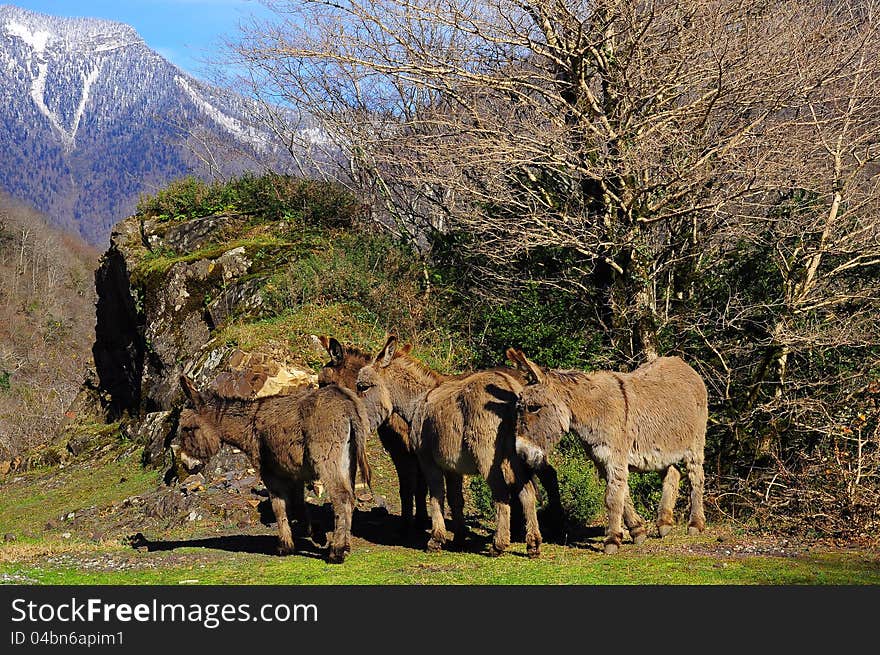 Mules in Abkhazia. Caucasian mountains. Winter. Mules in Abkhazia. Caucasian mountains. Winter.