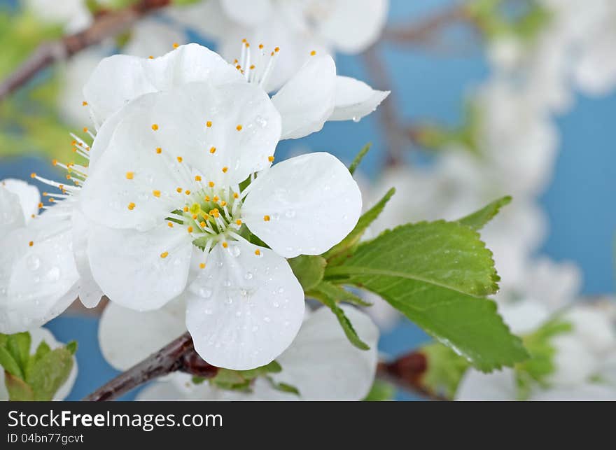 Closeup of cherry tree blossoms, Prunus sp.