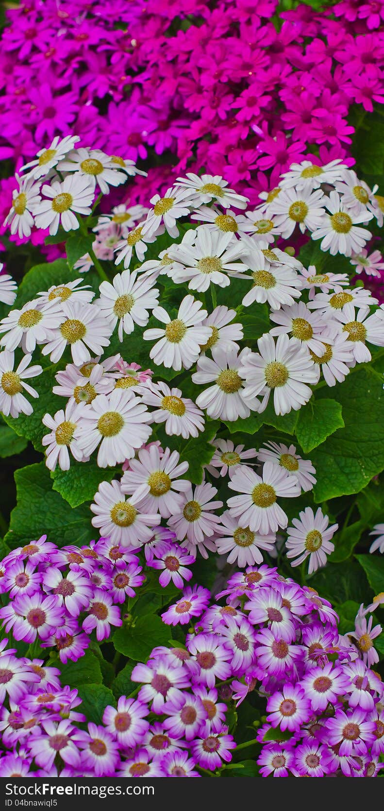 Colorful flowers.