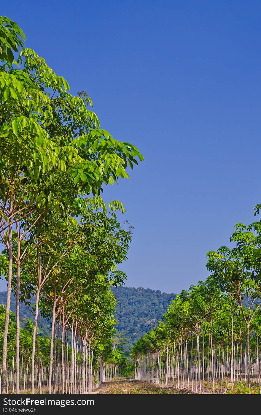 Rows of rubber trees In Southeast Asia. Rows of rubber trees In Southeast Asia.