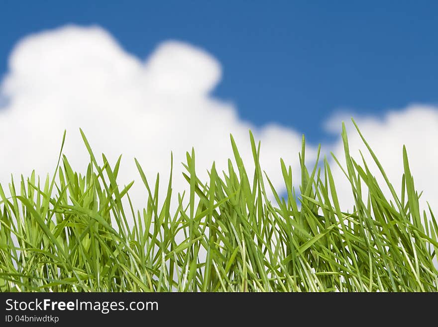 Grass and sky with clouds. Grass and sky with clouds