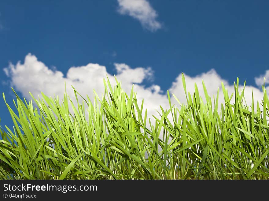 Wiew of fresh grass with dew