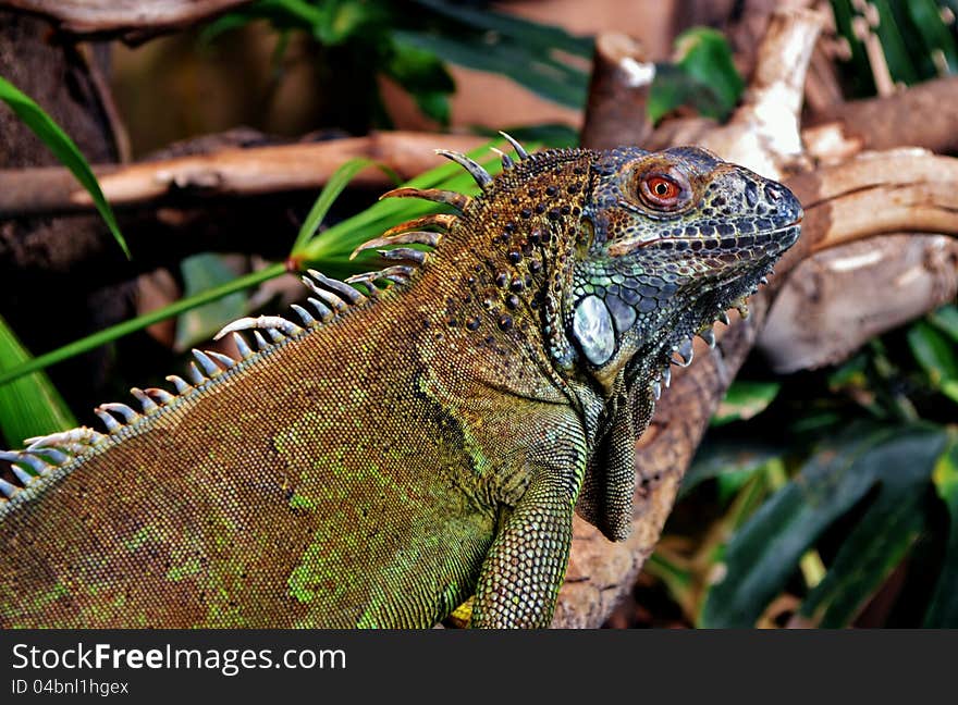 Iguana Lizard