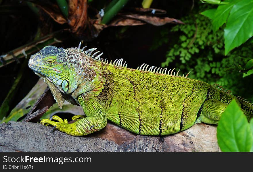 Iguana Lizard