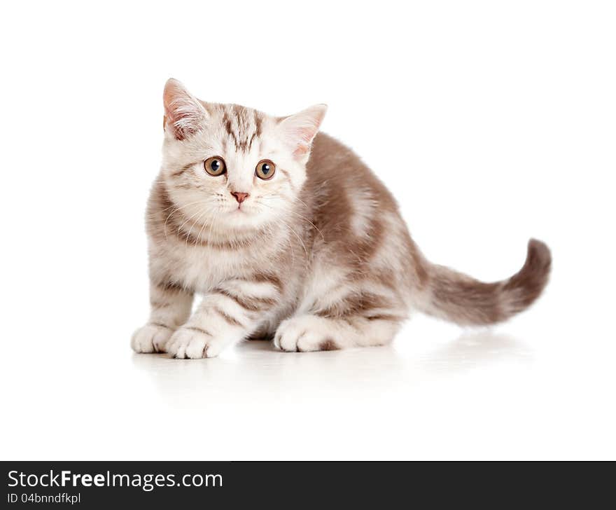 A playful kitten. British breed. Marmor. On white.