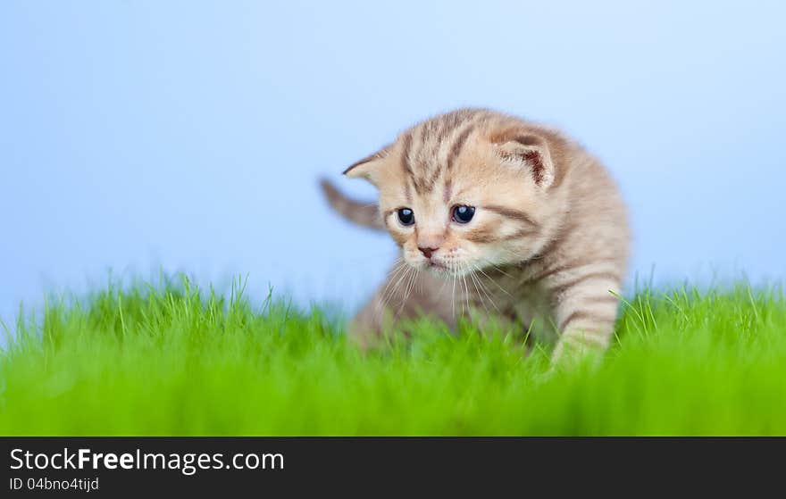 Little Tabby Kitten Scottish On Grass