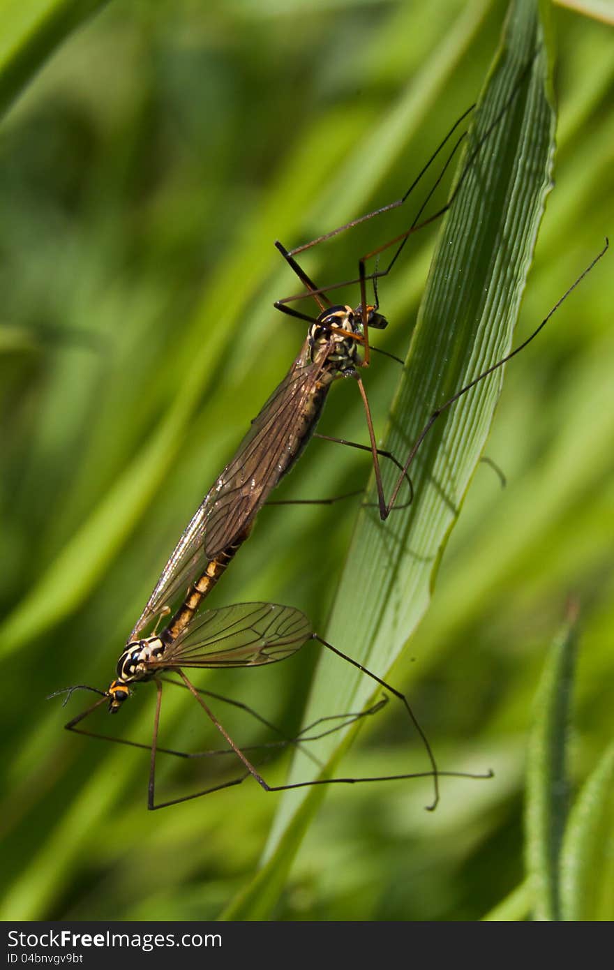 Pair of dragonflies, on a leaf